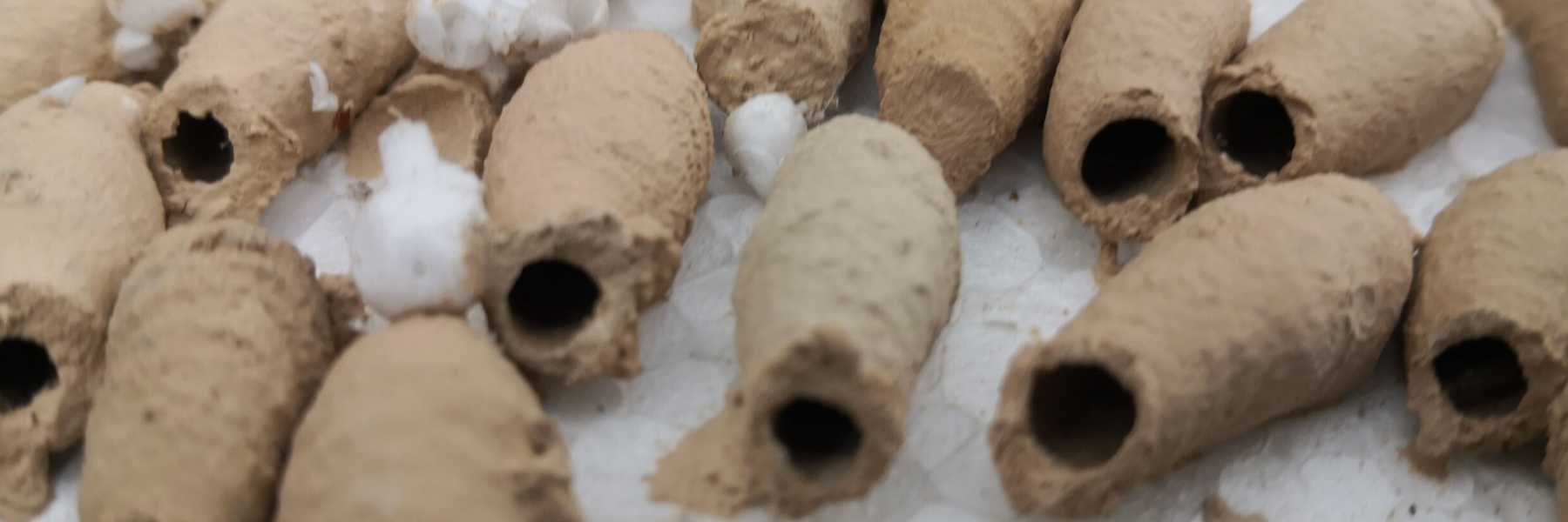 OrientalischeMauerwespe