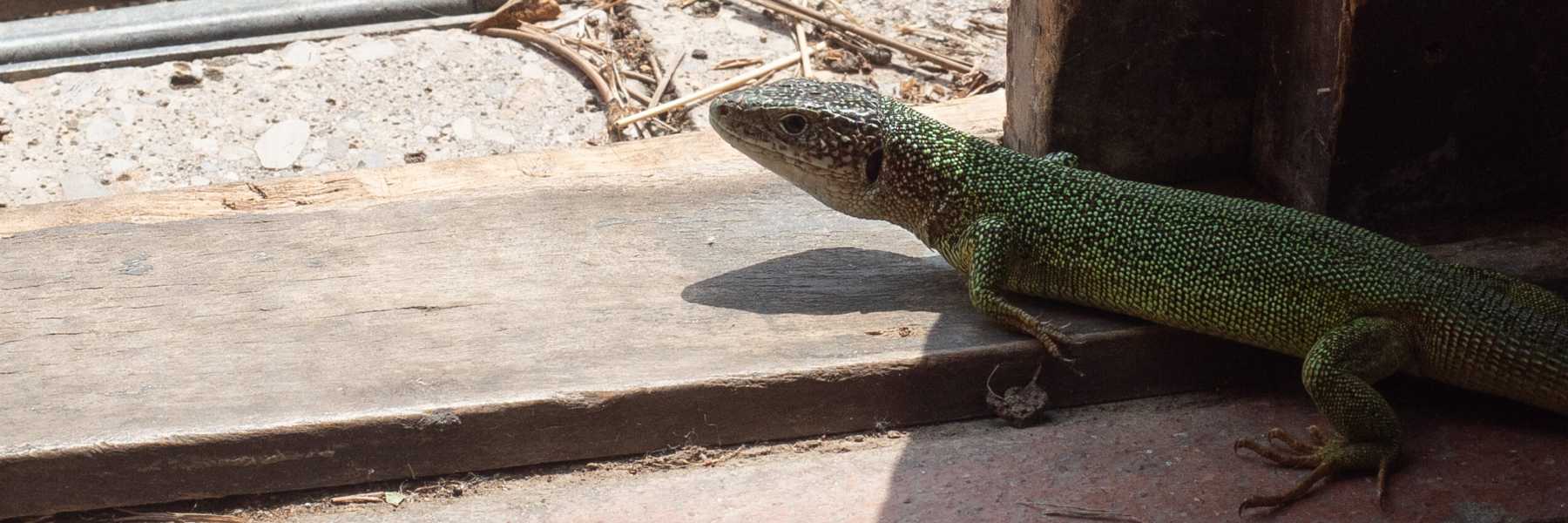 Smaragdeidechse_ArnoldHaberl