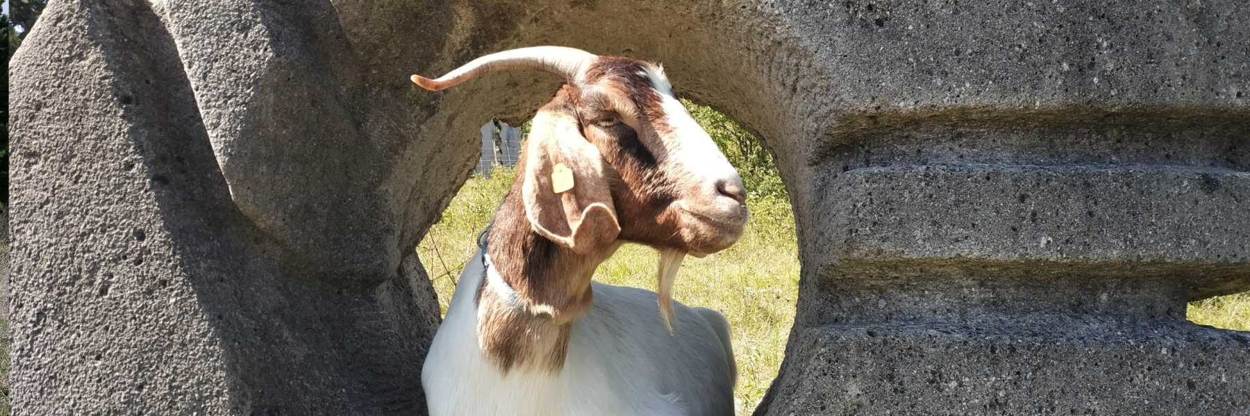 ziegeinsugawara_noid